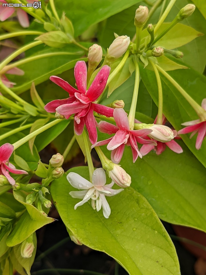 白鷺莞+重瓣使君子花 台南市歸仁區七甲花卉區 10/22