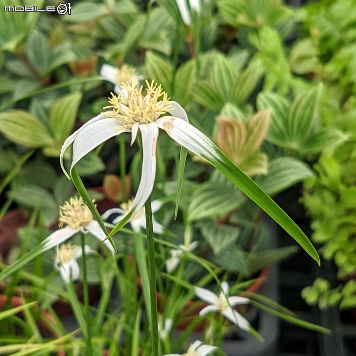 白鷺莞+重瓣使君子花 台南市歸仁區七甲花卉區 10/22