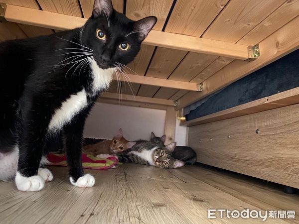 家裡孩子「全往天花板看」定格不動牠四腳緊緊黏住：壓力好大