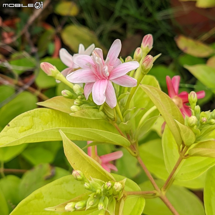 白鷺莞+重瓣使君子花 台南市歸仁區七甲花卉區 10/22
