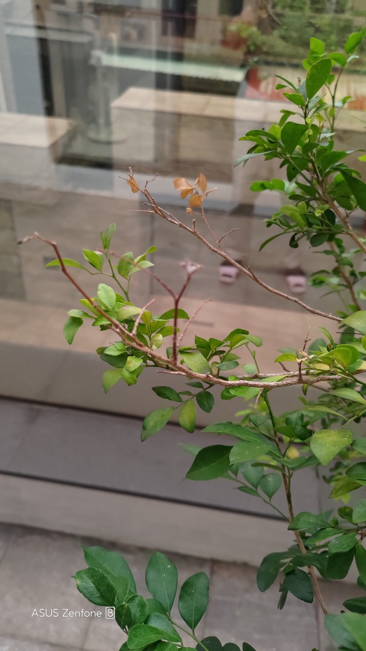 七里香枯枝請益