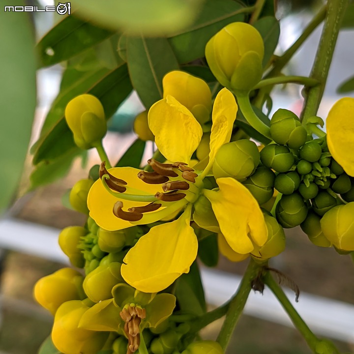 黑板樹 台南市安平區億載公園 10/10