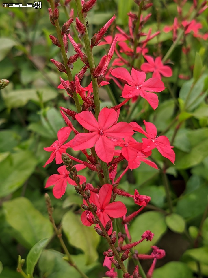 白鷺莞+重瓣使君子花 台南市歸仁區七甲花卉區 10/22