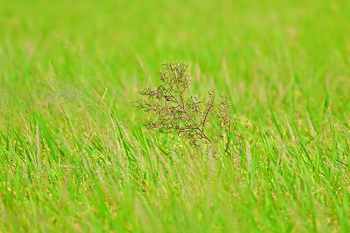手持Nikon Z9+445+2.0X拍下麻雀群飛及追拍燕子