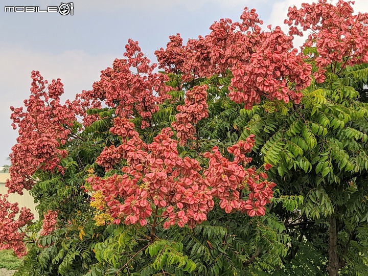 胡麻花 台南市西港區綠川廊道 10/08