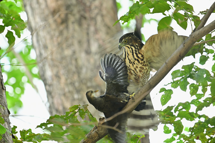 445加了2.0X加倍鏡畫質優，對焦快，暗部對焦需手動幫推，鳳頭蒼鷹的掛鳥網解救及抓食紅冠水雞亞成鳥。