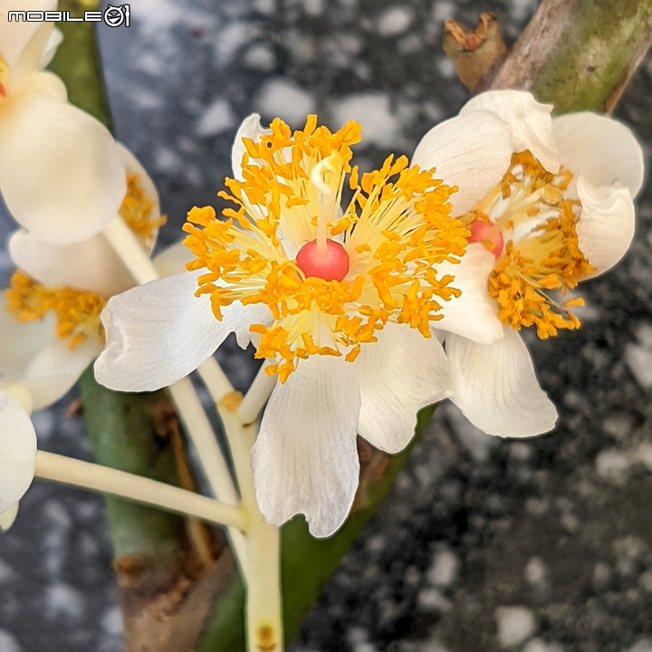 黑板樹 台南市安平區億載公園 10/10