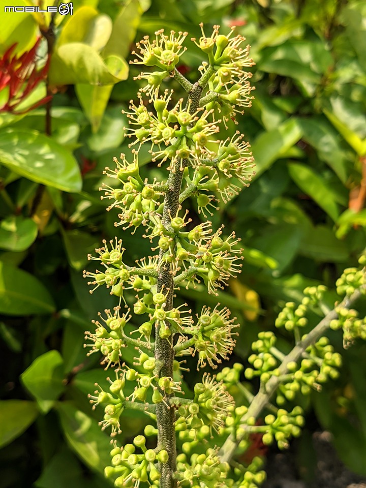 鵝掌藤 台南市東區大學路1號 10/01