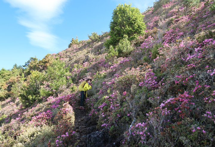 點我看大圖 【桃山喀拉業】一日二秀 | 比合歡西峰還要鳥的鳥山