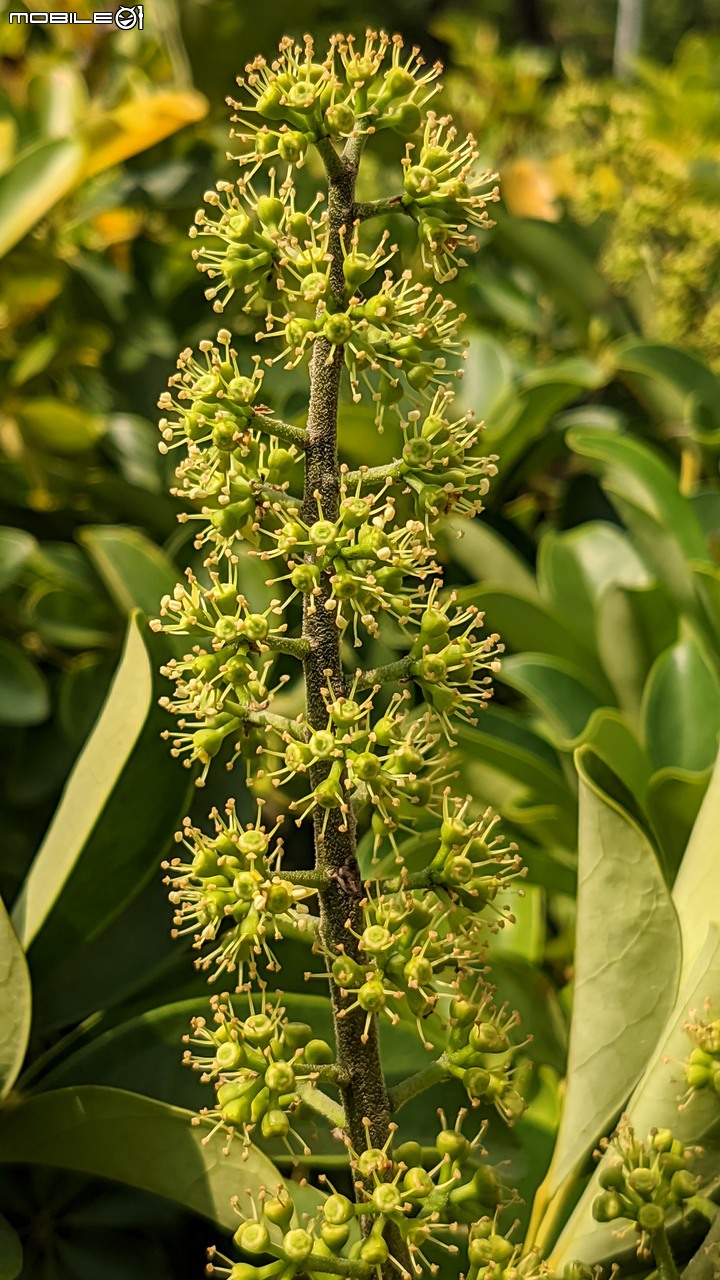鵝掌藤 台南市東區大學路1號 10/01