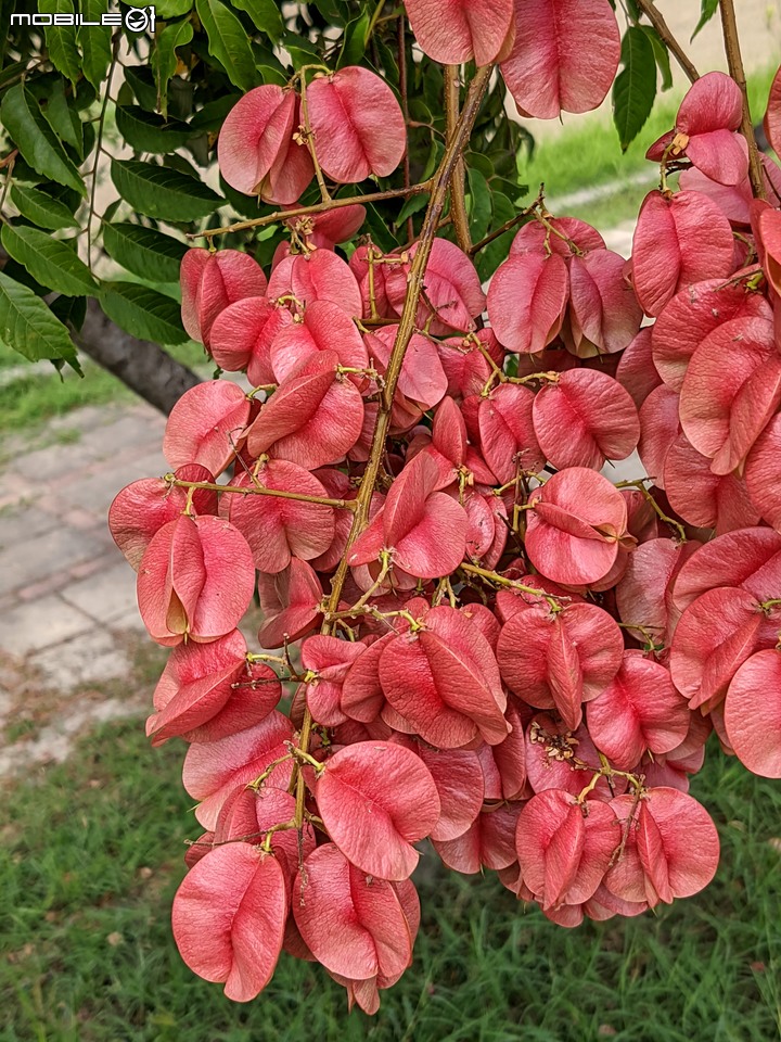 胡麻花 台南市西港區綠川廊道 10/08