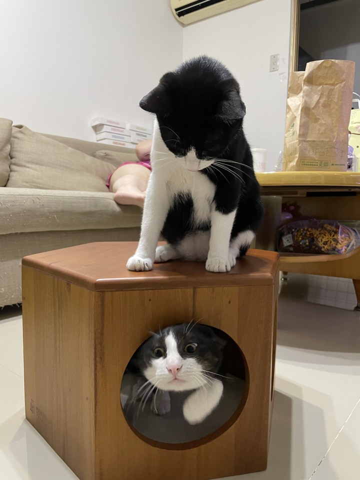 「開箱」瑪荷尼的貓咪遊戲六角矮凳