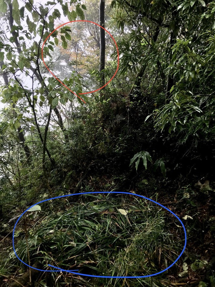 山野特工－－最低海拔台灣水青岡