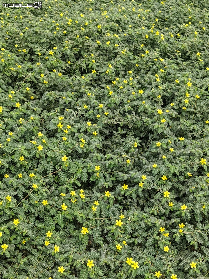 毛苦參 台南市安南區四草台江國家公園 10/15