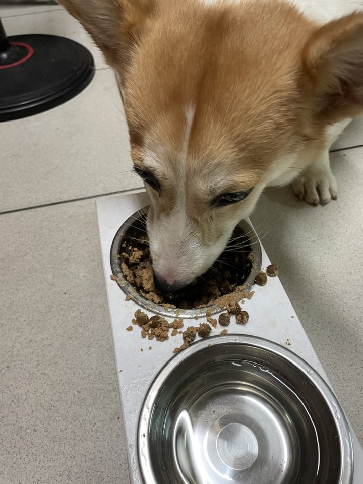 毛孩的感恩節加餐分享