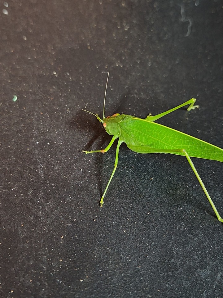 推薦！Zenfone 9 近物真的很好拍