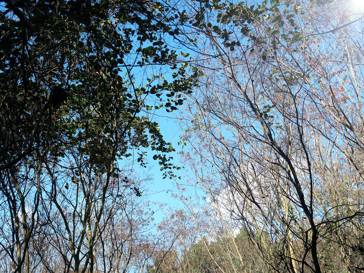 點我看大圖 【 白毛山 】谷關七雄老六 | 最好拍最好玩的一座 | 必拍網美天梯