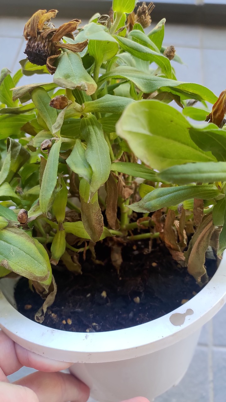 求救QQ 植物看起來快死了