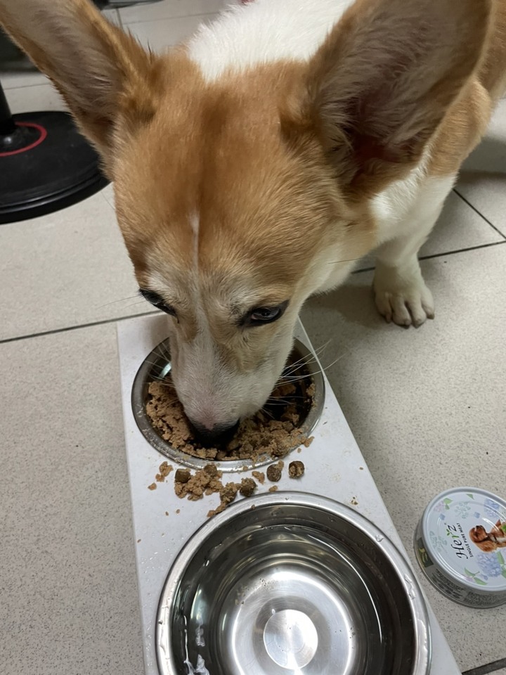 毛孩的感恩節加餐分享