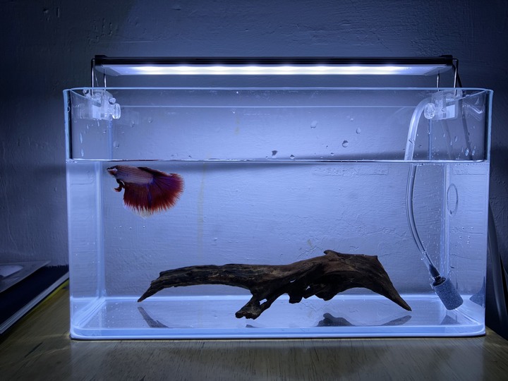 凌晨兩點半的鬥魚