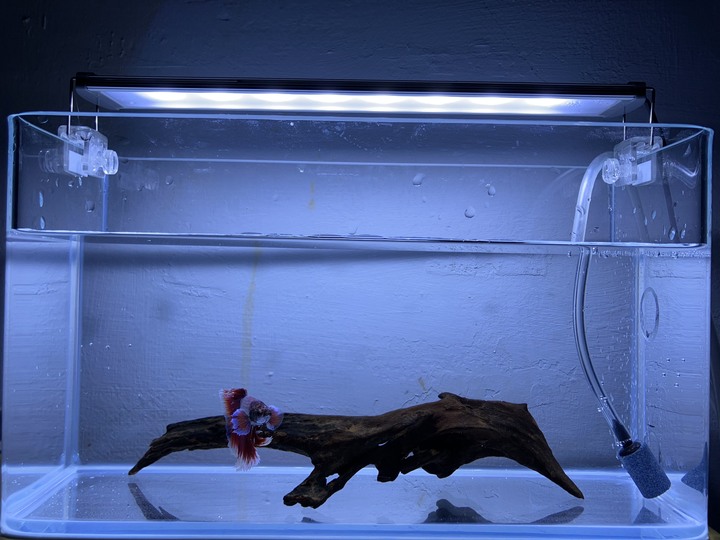 凌晨兩點半的鬥魚
