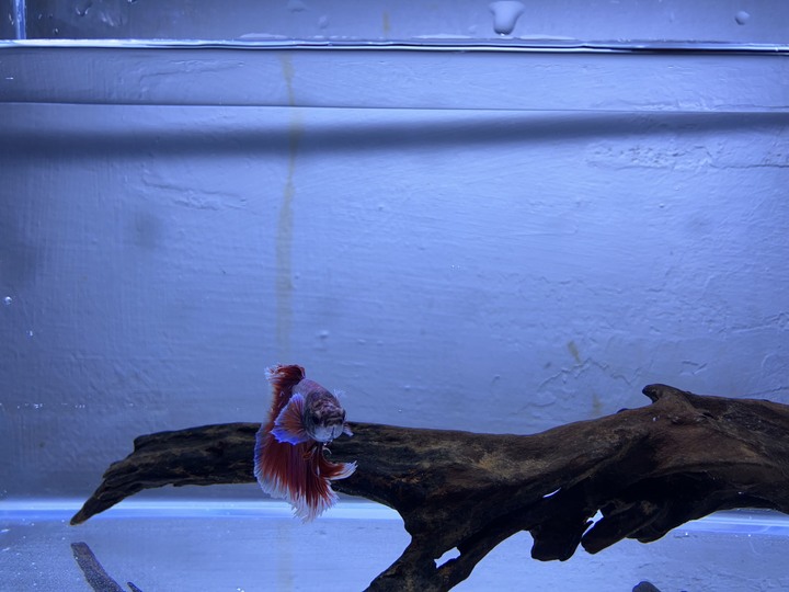 凌晨兩點半的鬥魚