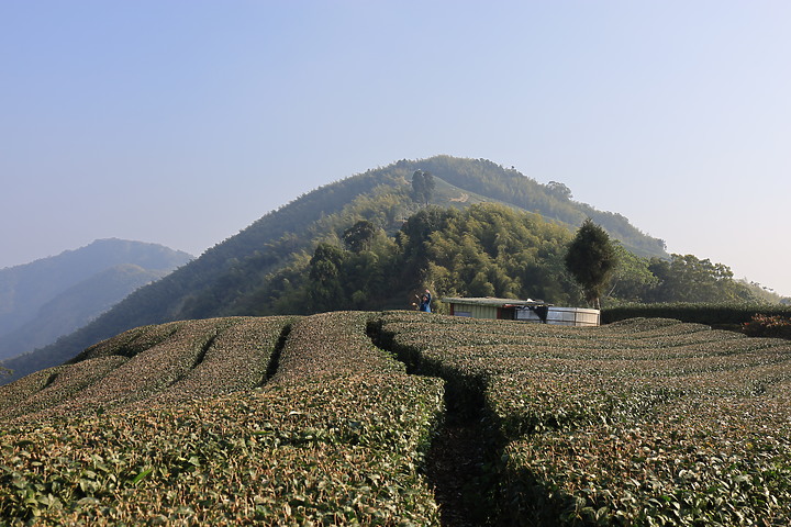 【嘉義抹茶山】 雲嘉五連峰,漫步晨陽雲霧!大尖山、二尖山、馬鞍山、梨子腳山、太平山!茶園山嵐美景小百岳