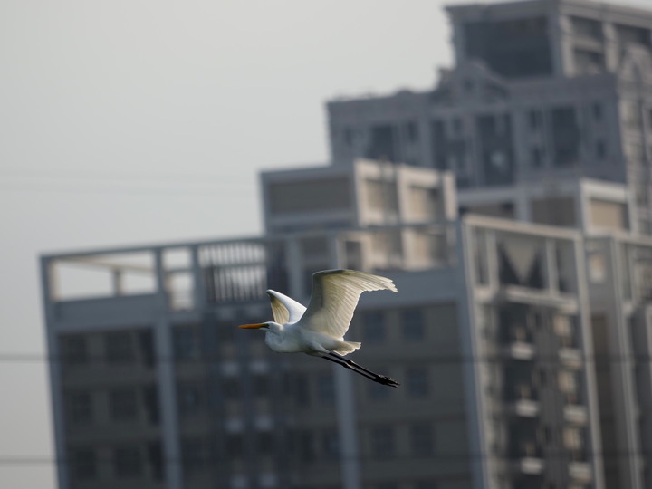 點我看大圖 m43望遠鏡頭比較 14-140mm vs 40-150mm pro vs 75-300mm