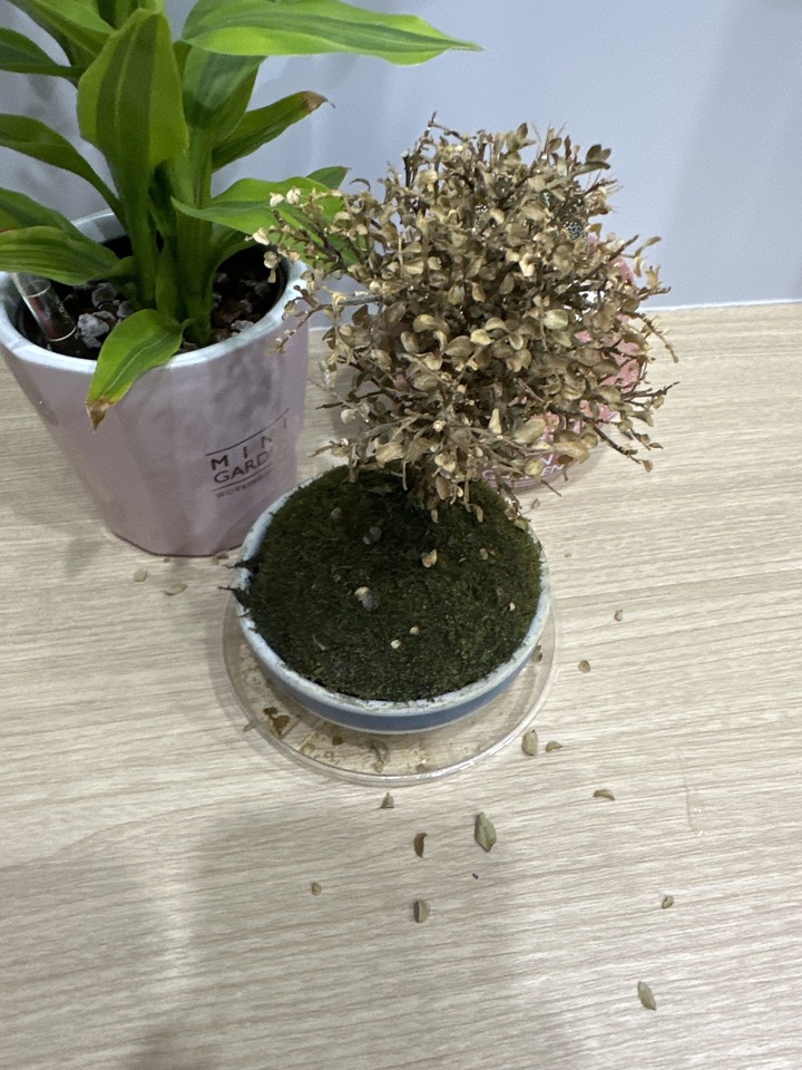 七里香枯萎