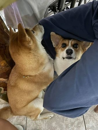 海灘遇見「僵硬同類」!柯基趴下露心疼雙眼真面目曝光笑暈千人