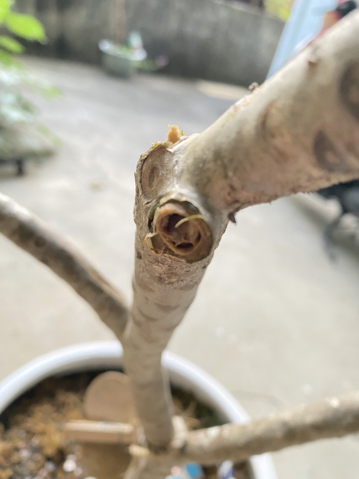 雞蛋花軟根剪枝後，該如何後續照護？
