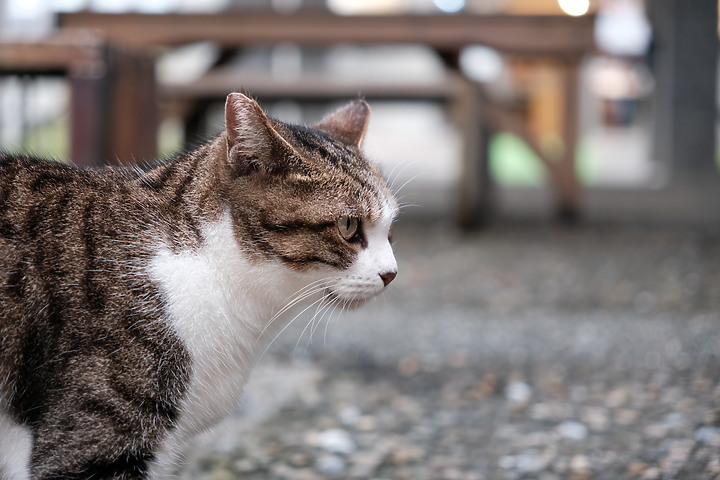 Sigma 18-50mm f/2.8 DC DN Contemporary 評測報告｜285g 的平價鏡皇 feat. X-E4