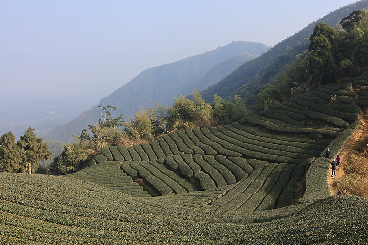 【嘉義抹茶山】 雲嘉五連峰,漫步晨陽雲霧!大尖山、二尖山、馬鞍山、梨子腳山、太平山!茶園山嵐美景小百岳