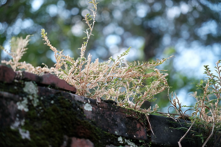 Sigma 18-50mm f/2.8 DC DN Contemporary 評測報告|285g 的平價鏡皇 feat. X-E4