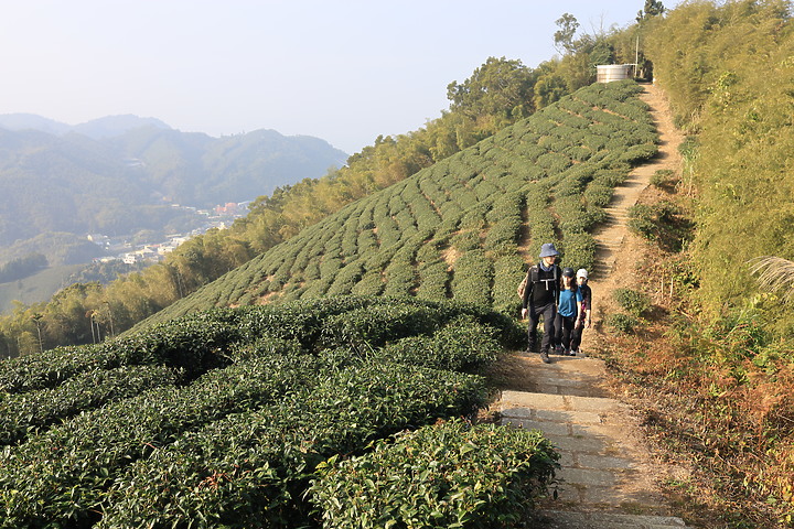 【嘉義抹茶山】 雲嘉五連峰,漫步晨陽雲霧!大尖山、二尖山、馬鞍山、梨子腳山、太平山!茶園山嵐美景小百岳