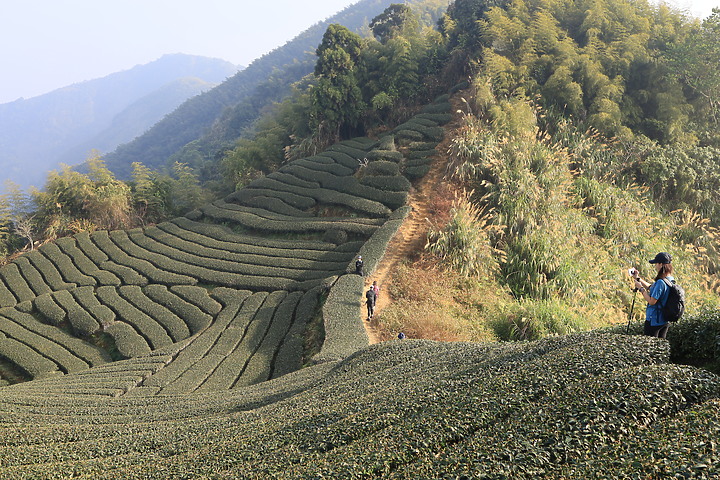 【嘉義抹茶山】 雲嘉五連峰,漫步晨陽雲霧!大尖山、二尖山、馬鞍山、梨子腳山、太平山!茶園山嵐美景小百岳
