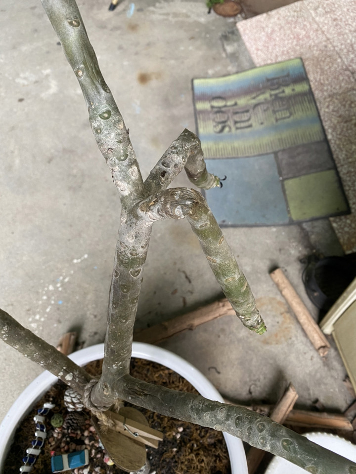 雞蛋花軟根剪枝後，該如何後續照護？