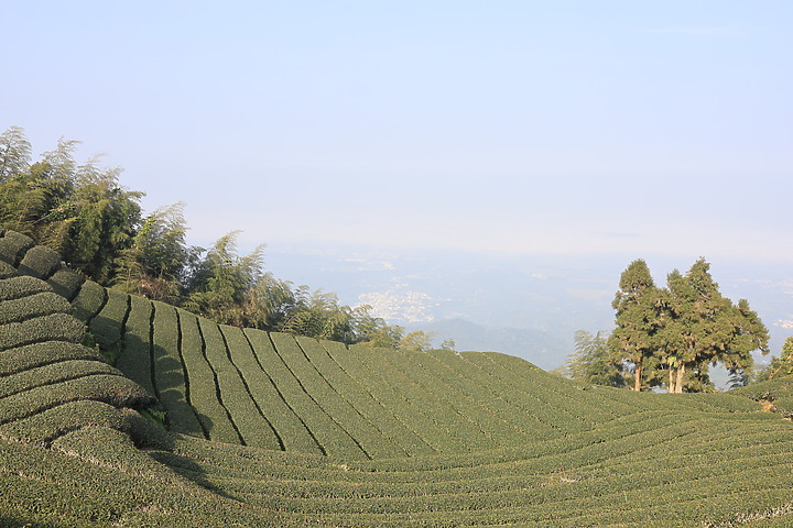 【嘉義抹茶山】 雲嘉五連峰,漫步晨陽雲霧!大尖山、二尖山、馬鞍山、梨子腳山、太平山!茶園山嵐美景小百岳