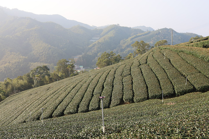 【嘉義抹茶山】 雲嘉五連峰,漫步晨陽雲霧!大尖山、二尖山、馬鞍山、梨子腳山、太平山!茶園山嵐美景小百岳