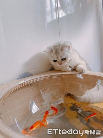 既然不愛住貓窩!奴才腦筋一轉「太空艙→金魚的家」