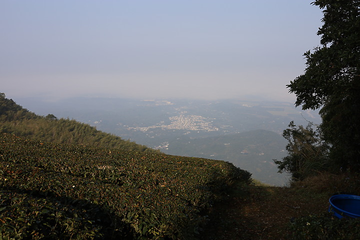 【嘉義抹茶山】 雲嘉五連峰,漫步晨陽雲霧!大尖山、二尖山、馬鞍山、梨子腳山、太平山!茶園山嵐美景小百岳
