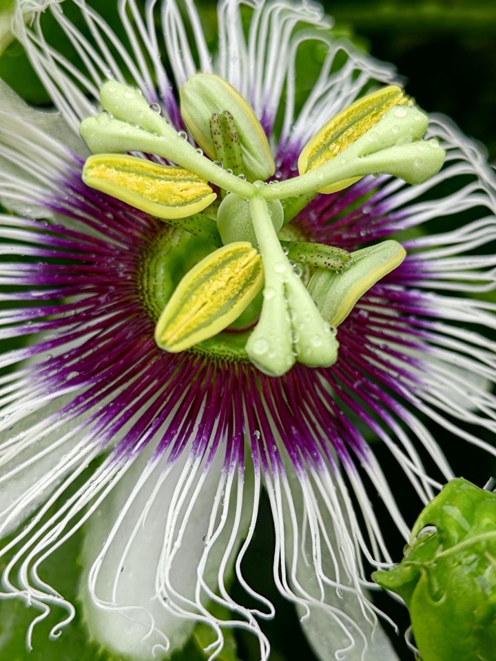 推薦！Zenfone 9 近物真的很好拍