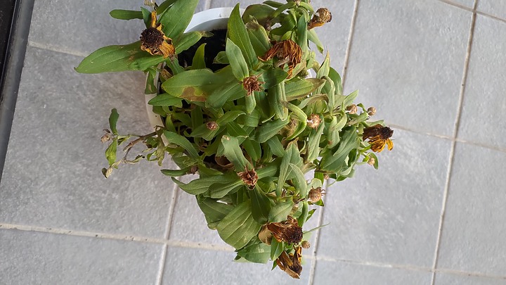 求救QQ 植物看起來快死了