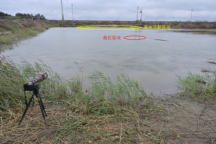 點我看大圖 863PF+1.4X=1120mm記錄苗栗通霄大天鵝,以Z9所拍。