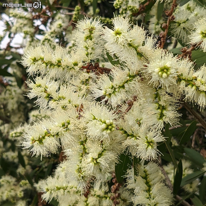 白千層 台南市安平區洲安三街 11/05