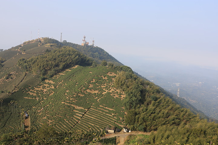 【嘉義抹茶山】 雲嘉五連峰,漫步晨陽雲霧!大尖山、二尖山、馬鞍山、梨子腳山、太平山!茶園山嵐美景小百岳