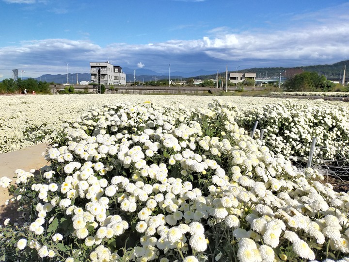 2022苗栗幸福旅遊節搖獎箱趣味抽獎在銅鑼杭菊芋頭節登場囉，歡迎來領限量好禮