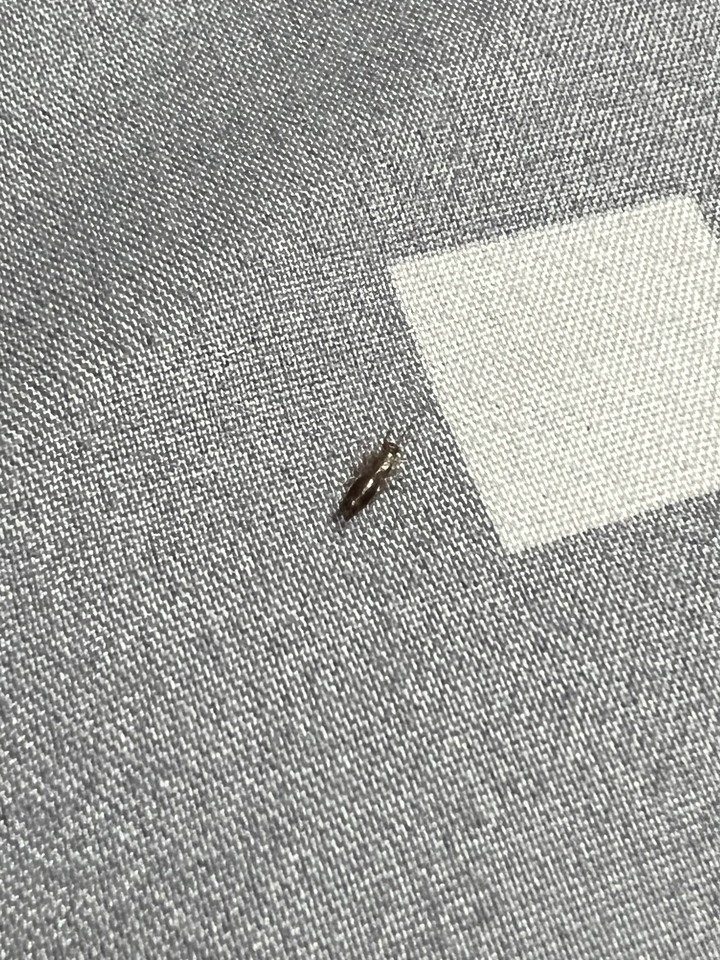 這是什麼蟲？