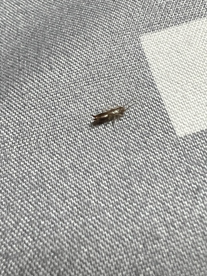 這是什麼蟲？