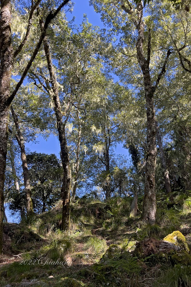 點我看大圖 南二段縱走 (上) - 行走在美麗的戒茂斯山徑